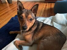 ZORRO, Hund, Pinscher-Mix in Berlin