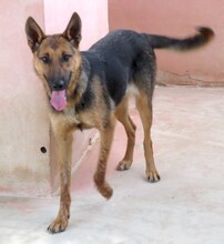 MYSTIQUE, Hund, Deutscher Schäferhund in Zypern - Bild 9