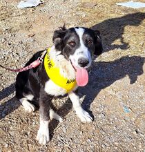 LOVEY, Hund, Mischlingshund in Griechenland - Bild 3