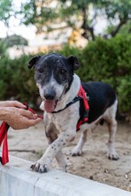 COOPER, Hund, Mischlingshund in Griechenland - Bild 1