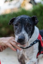 COOPER, Hund, Mischlingshund in Griechenland - Bild 2