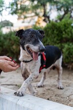 COOPER, Hund, Mischlingshund in Griechenland - Bild 3