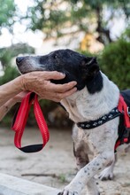 COOPER, Hund, Mischlingshund in Griechenland - Bild 4