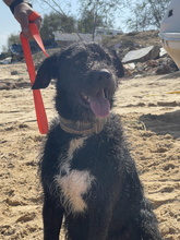 LUCA, Hund, Wasserhund-Mix in Spanien - Bild 1