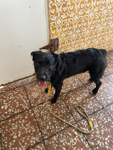 LUCA, Hund, Wasserhund-Mix in Spanien - Bild 4