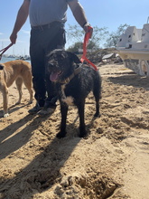 LUCA, Hund, Wasserhund-Mix in Spanien - Bild 7