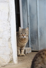 AMARYLLIS, Katze, Hauskatze in Rumänien - Bild 10