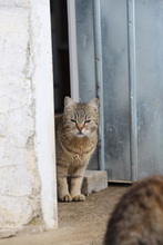 AMARYLLIS, Katze, Hauskatze in Rumänien - Bild 11