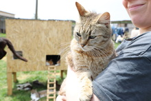 AMARYLLIS, Katze, Hauskatze in Rumänien - Bild 2