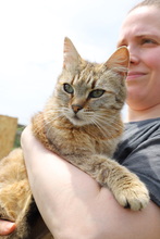 AMARYLLIS, Katze, Hauskatze in Rumänien - Bild 4