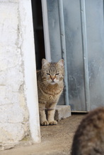 AMARYLLIS, Katze, Hauskatze in Rumänien - Bild 9