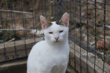 ENNA, Katze, Hauskatze in Rumänien - Bild 2