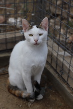 ENNA, Katze, Hauskatze in Rumänien - Bild 5