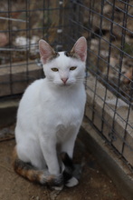 ENNA, Katze, Hauskatze in Rumänien - Bild 6