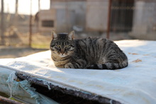 HERRKATER, Katze, Hauskatze in Rumänien - Bild 5