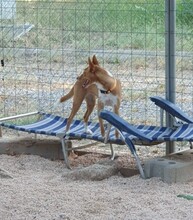 RUBY, Hund, Podenco in Spanien - Bild 2