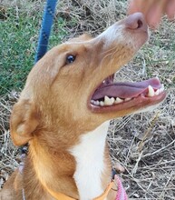 RUBY, Hund, Podenco in Spanien - Bild 3