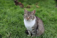 LIVIA, Katze, Hauskatze in Rumänien - Bild 3