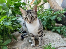 LIVIA, Katze, Hauskatze in Rumänien - Bild 5