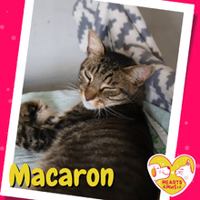 MACARON, Katze, Hauskatze in Rumänien - Bild 1