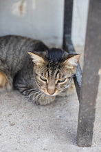 MACARON, Katze, Hauskatze in Rumänien - Bild 7