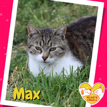 MAX, Katze, Hauskatze in Rumänien - Bild 1