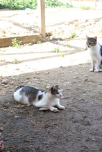 MAX, Katze, Hauskatze in Rumänien - Bild 11