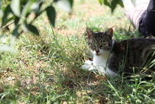 MAX, Katze, Hauskatze in Rumänien - Bild 2