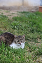 MAX, Katze, Hauskatze in Rumänien - Bild 3