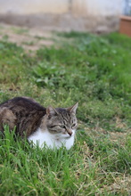 MAX, Katze, Hauskatze in Rumänien - Bild 4