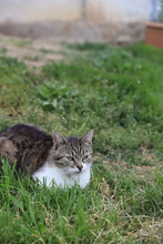 MAX, Katze, Hauskatze in Rumänien - Bild 5