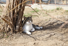 MAX, Katze, Hauskatze in Rumänien - Bild 8