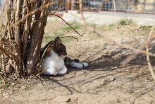 MAX, Katze, Hauskatze in Rumänien - Bild 9