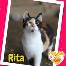 RITA, Katze, Hauskatze in Rumänien - Bild 1