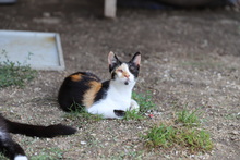 RITA, Katze, Hauskatze in Rumänien - Bild 10