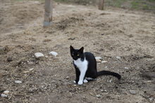 SOCKE, Katze, Hauskatze in Rumänien - Bild 5