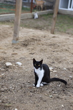 SOCKE, Katze, Hauskatze in Rumänien - Bild 6