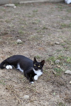 SOCKE, Katze, Hauskatze in Rumänien - Bild 8