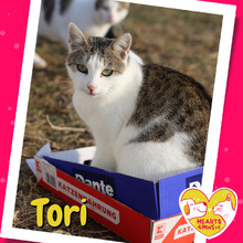 TORI, Katze, Hauskatze in Rumänien - Bild 1