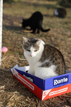 TORI, Katze, Hauskatze in Rumänien - Bild 11