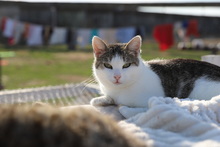 TORI, Katze, Hauskatze in Rumänien - Bild 3