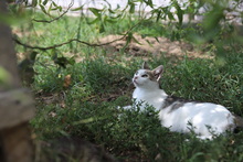 TORI, Katze, Hauskatze in Rumänien - Bild 4