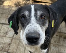 LADI, Hund, Mischlingshund in Nümbrecht - Bild 1