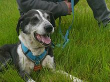 LADI, Hund, Mischlingshund in Nümbrecht - Bild 10