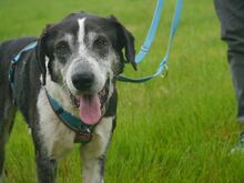 LADI, Hund, Mischlingshund in Nümbrecht - Bild 11