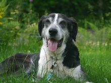 LADI, Hund, Mischlingshund in Nümbrecht - Bild 12