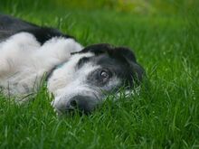 LADI, Hund, Mischlingshund in Nümbrecht - Bild 13