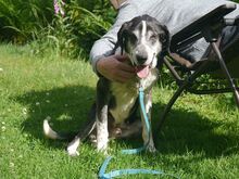 LADI, Hund, Mischlingshund in Nümbrecht - Bild 14
