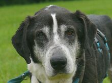 LADI, Hund, Mischlingshund in Nümbrecht - Bild 15