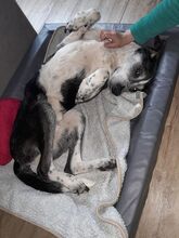 LADI, Hund, Mischlingshund in Nümbrecht - Bild 16